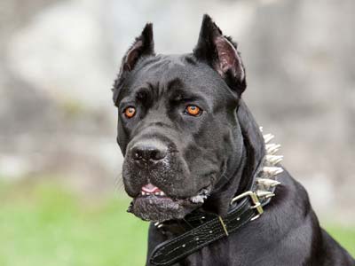 Cane Corso